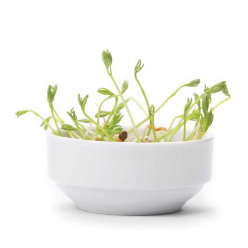 Grow Sprouts for Fresh Food This Winter
